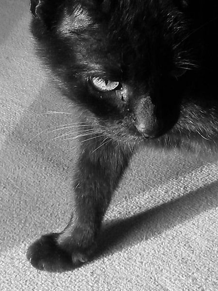 Katze von Andrea Meister