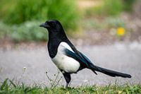 Magpie
