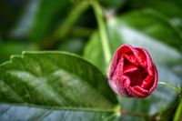 Bougainvillea, ready to unfold