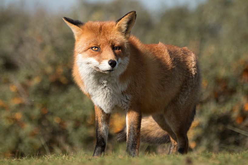 Vos  par Hilde van den Berg