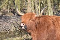 Schottischer Highlander