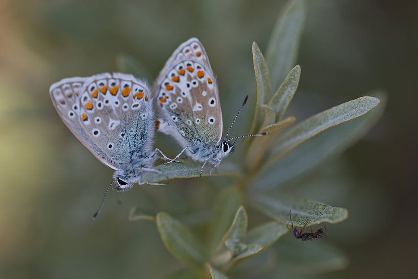 Icarusblauwtjes von Dick Vermeij