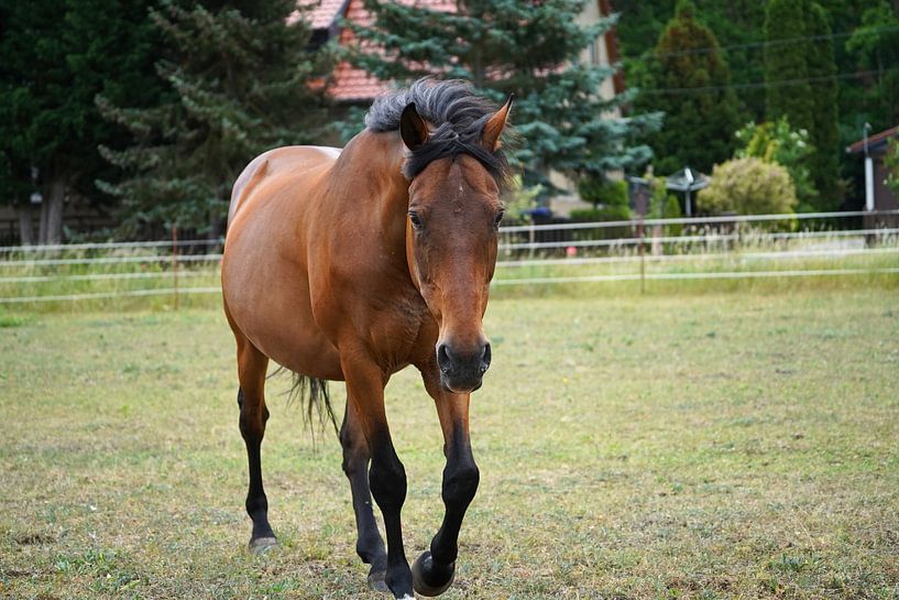 Trakehner Feldmeyer au pâturage par Babetts Bildergalerie