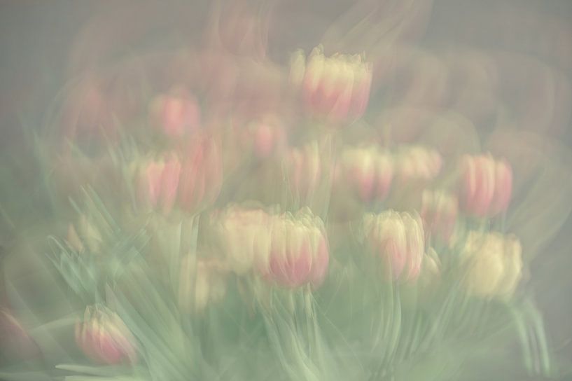 fleurs partie 366 par Tania Perneel