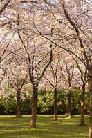 Les Japonais s'épanouissent dans l'Amsterdamse Bos.