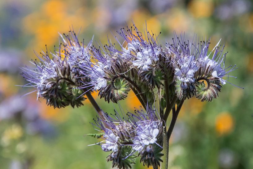Phacelia by Yvonne van der Meij