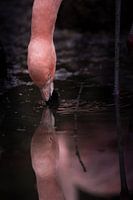 Ein Flamingo Trinkt am Wasserloch