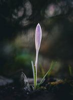 Single sprouting crocus