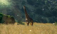 Girafe en Afrique du Sud