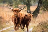 Schottischer Highlander.