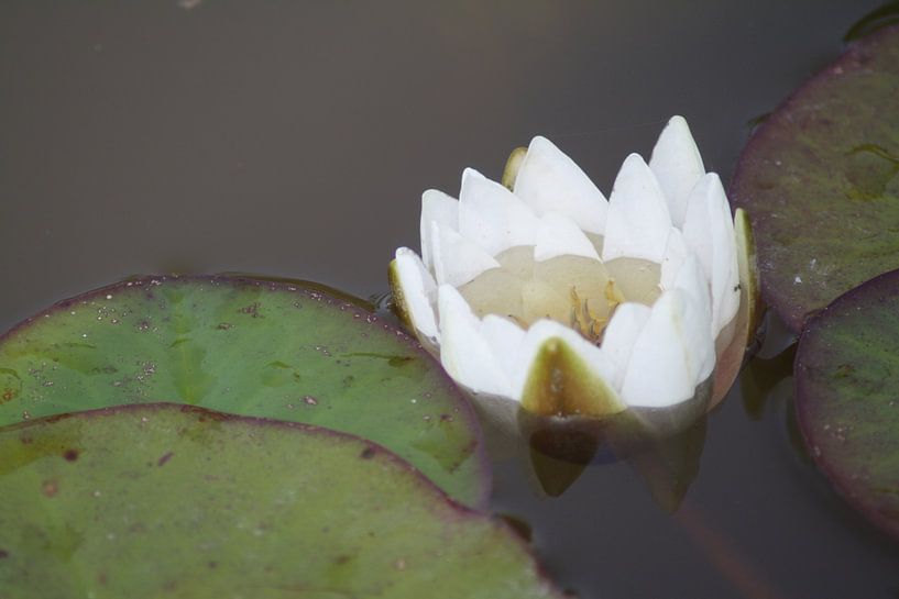 Waterlelie par Jetty Boterhoek