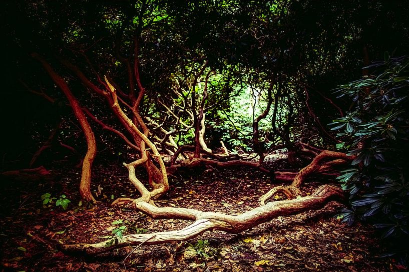 Haunted forest by Johan van der Linde