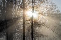 Winter in de Alblasserwaard