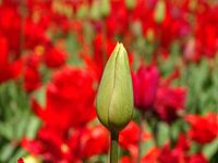 Tulp