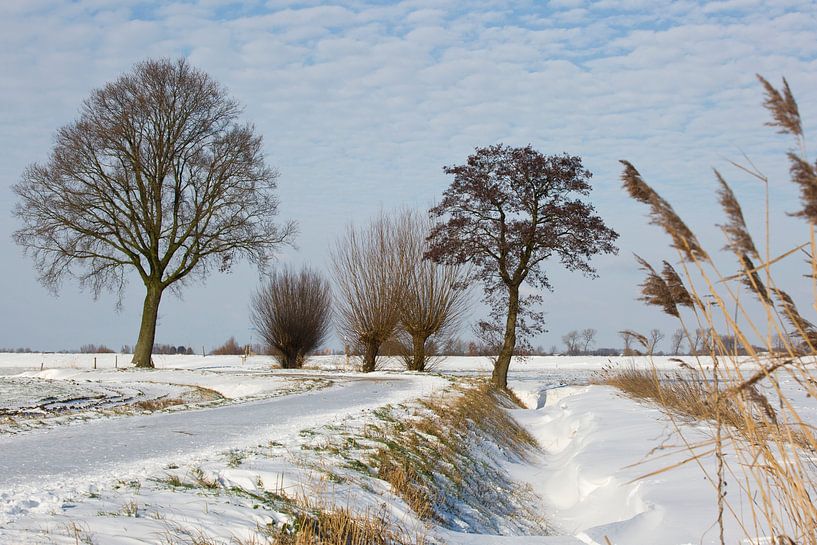 Landschaft im Polder &quot;Haagse Beemden&quot; , Breda, den Niederlanden von Esther Hereijgers