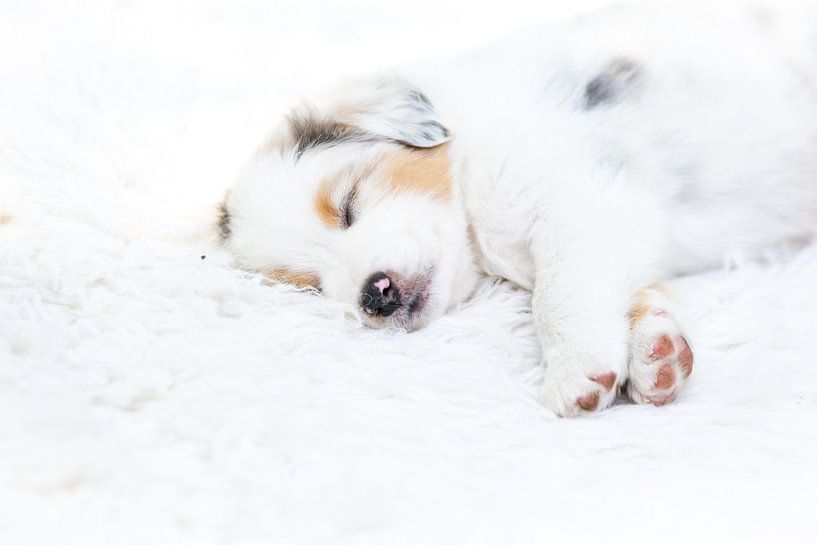 Schlafende Hunde II von Cindy Van den Broecke