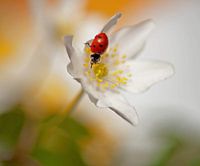 Marienkäfer auf einem Buschwindröschen