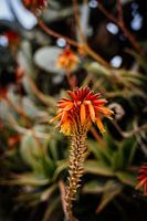 Orange elongated flower in Malta