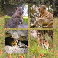 Marsupiaux australiens