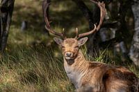 Schöne Fotografie von Tieren in den Niederlanden