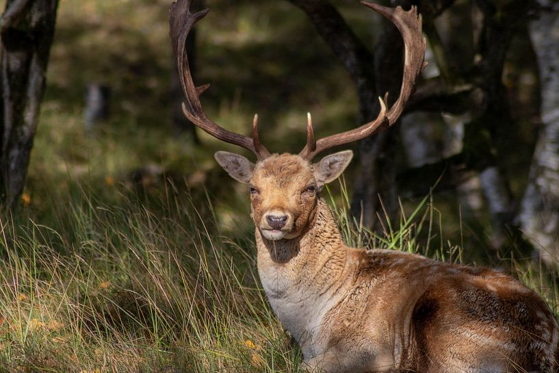 Beautiful photography of Animals in the Netherlands by Chérise Smeets