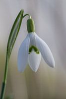 Snowdrops - macro photography of a harbinger of spring