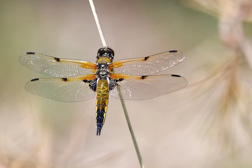 Vier-Punkt von Sandra Raangs
