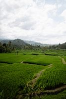 Uitgerekt Balinees landschap