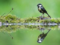 Wet great tit