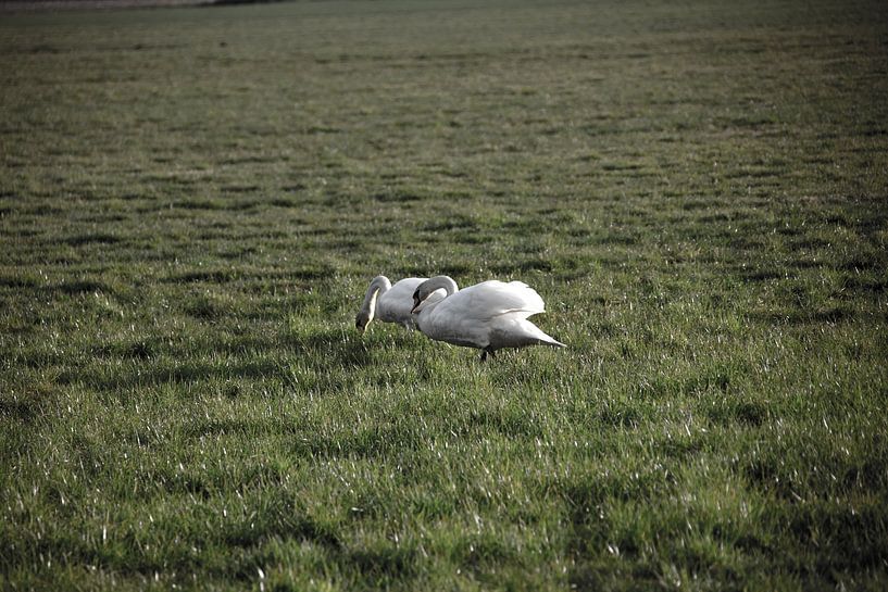Twee zwanen op een weiland in Emsland van Bianca Meyering Fotos - BMF