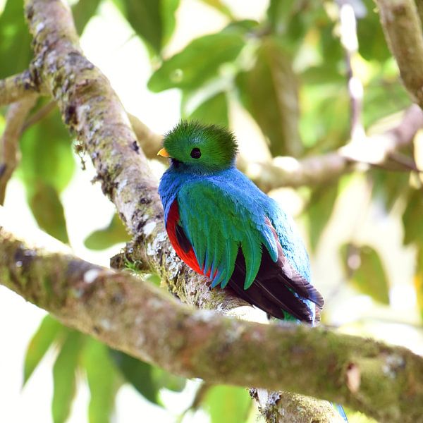 Quetzal (Colourful bird from Central America) by Rini Kools