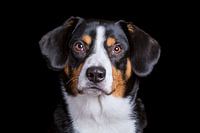 Miko, onze 3-jarige Entlebucher Sennenhond