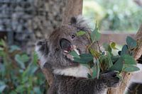 Manger du Koala