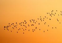 Vlucht vogels bij zonsondergang