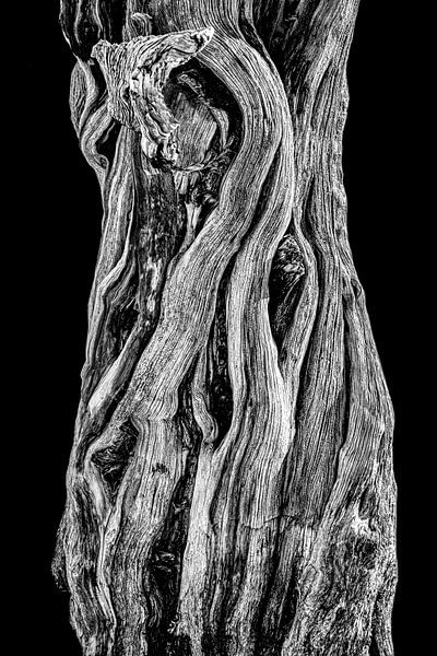 Wood structure of a trunk of a tree in the desert by Gert Hilbink