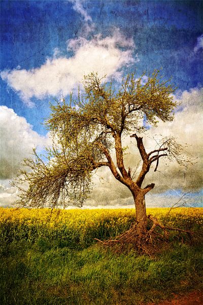 Alter Baum von Claudia Evans