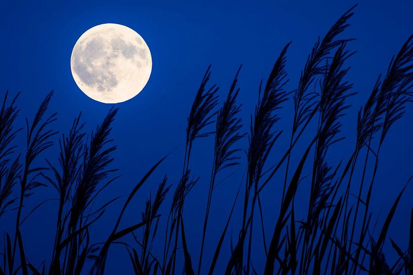 Volle maan nacht van Poster Art Shop