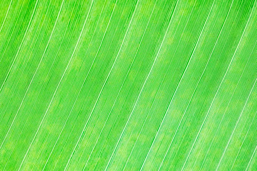 Macro von Steven Hendrix