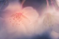 Softe, dromerige lente