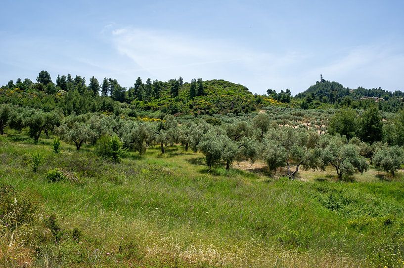 Olivenbaumplantage in einer griechisch-mediterranen Landschaft von Animaflora PicsStock