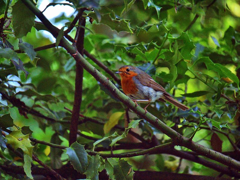 Robins par Edgar Schermaul