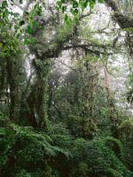 La forêt nuageuse de Monteverde | Photographie de voyage botanique Costa Rica