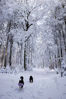 Border collies in the snow