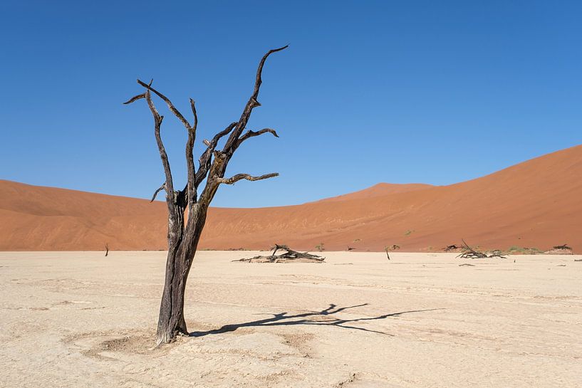 Deadvlei, Skelette von Bäumen in einer trostlosen Dünenlandschaft von Nicolas Vangansbeke