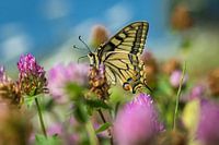 Queen's page on clover