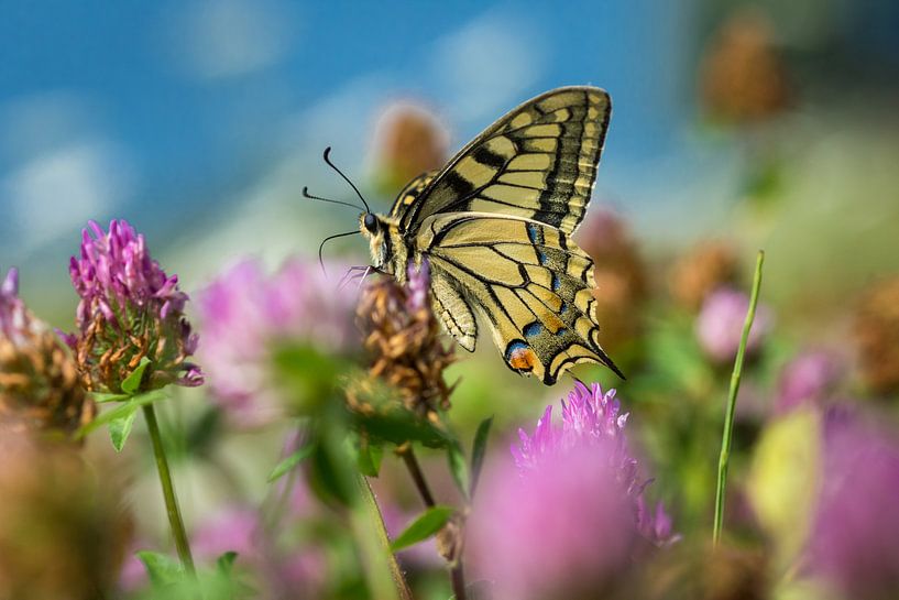 Queen's page on clover by Fokko Erhart