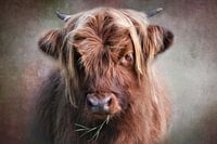 Little Highland Girl