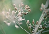 Gros plan dans la nature