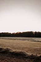 Der Geruch von frisch gemähtem Gras in der Abendröte