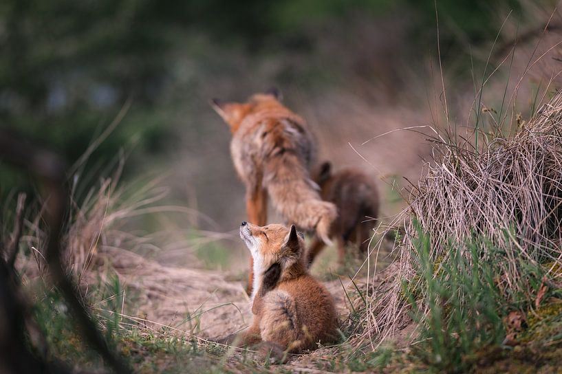 Un jeune renard se gratte l'oreille par Jolanda Aalbers